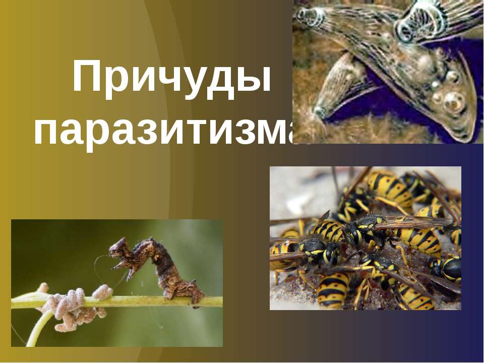 Причуды паразитизма - Скачать презентации бесплатно | Читать или скачать учебники для школы онлайн бесплатно ☑ Школьные учебники school-textbook.com