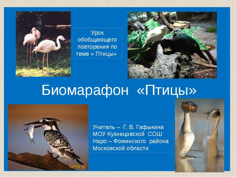 Биомарафон «Птицы» - Скачать презентации бесплатно | Читать или скачать учебники для школы онлайн бесплатно ☑ Школьные учебники school-textbook.com