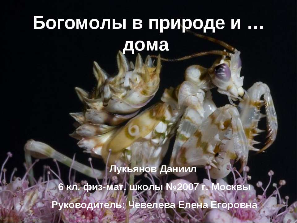 Богомолы в природе и дома - Скачать презентации бесплатно | Читать или скачать учебники для школы онлайн бесплатно ☑ Школьные учебники school-textbook.com