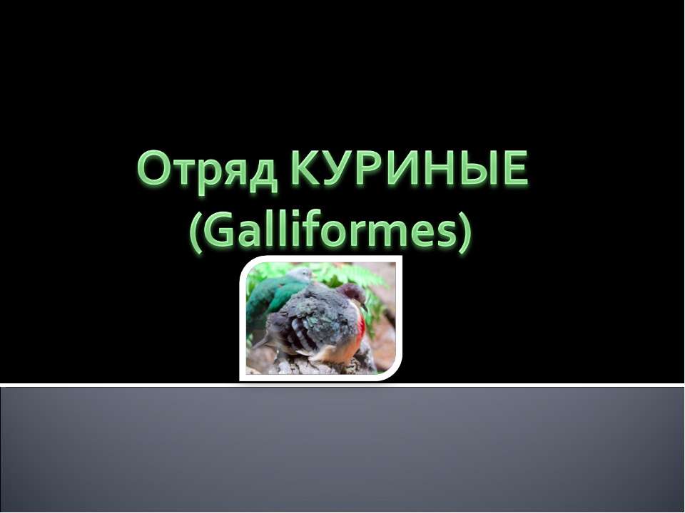 Отряд Куриные (Galliformes) - Скачать презентации бесплатно | Читать или скачать учебники для школы онлайн бесплатно ☑ Школьные учебники school-textbook.com
