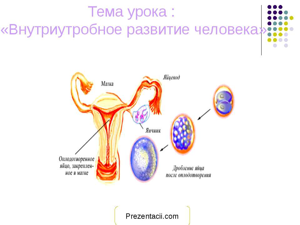 Внутриутробное развитие человека - Скачать презентации бесплатно | Читать или скачать учебники для школы онлайн бесплатно ☑ Школьные учебники school-textbook.com