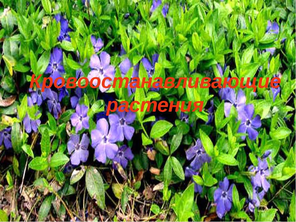 Кровоостанавливающие растения - Скачать презентации бесплатно | Читать или скачать учебники для школы онлайн бесплатно ☑ Школьные учебники school-textbook.com