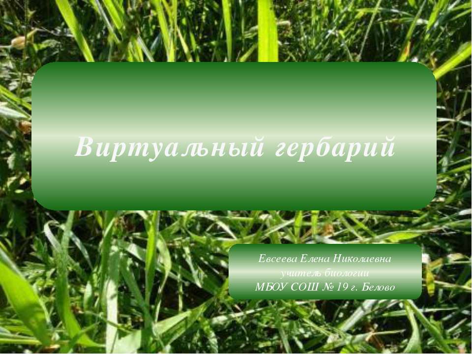 Виртуальный гербарий - Скачать презентации бесплатно | Читать или скачать учебники для школы онлайн бесплатно ☑ Школьные учебники school-textbook.com