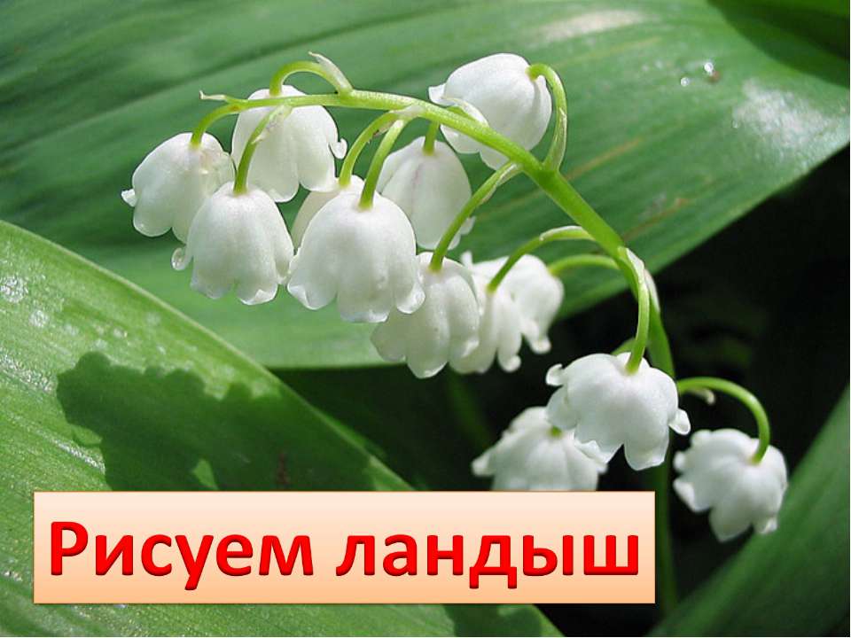 Рисуем ландыш - Скачать презентации бесплатно | Читать или скачать учебники для школы онлайн бесплатно ☑ Школьные учебники school-textbook.com