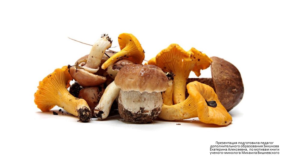 Презентация "Грибы России и их особенности" - Скачать презентации бесплатно | Читать или скачать учебники для школы онлайн бесплатно ☑ Школьные учебники school-textbook.com
