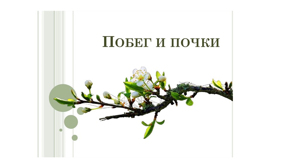 Презентация по теме "Побег и почки" - Скачать презентации бесплатно | Читать или скачать учебники для школы онлайн бесплатно ☑ Школьные учебники school-textbook.com
