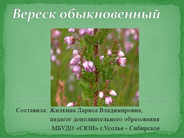 Презентация по окружающему миру на тему "Вереск обыкновенный" - Скачать презентации бесплатно | Читать или скачать учебники для школы онлайн бесплатно ☑ Школьные учебники school-textbook.com