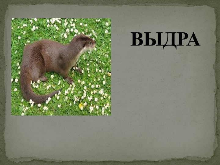 Презентация по окружающему миру" Выдра" ( 4 класс).  - Скачать презентации бесплатно | Читать или скачать учебники для школы онлайн бесплатно ☑ Школьные учебники school-textbook.com