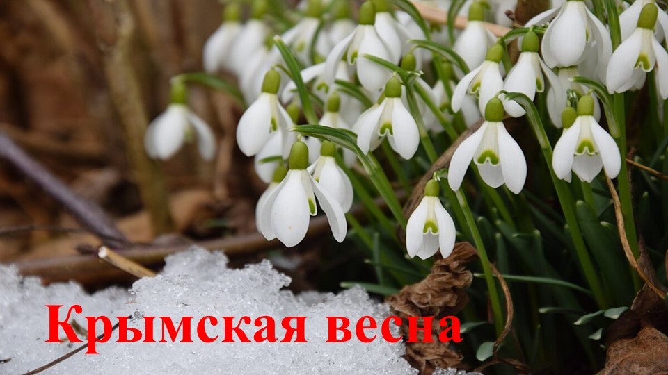 Презентация на тему "Крымская весна" для старшей группы ДОУ  - Скачать презентации бесплатно | Читать или скачать учебники для школы онлайн бесплатно ☑ Школьные учебники school-textbook.com