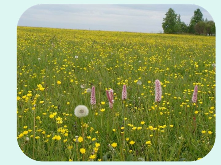 Презентация по окружающему миру "Водоем" - Скачать презентации бесплатно | Читать или скачать учебники для школы онлайн бесплатно ☑ Школьные учебники school-textbook.com