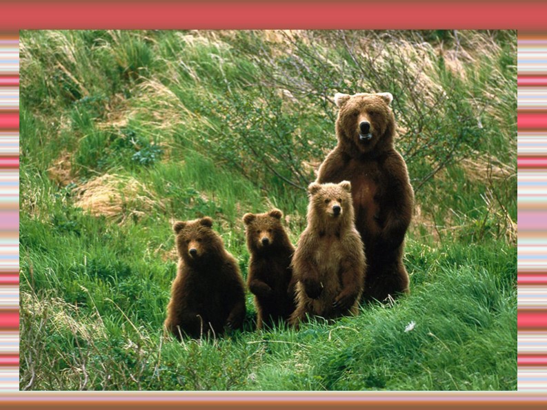 Презентация для написания изложения "Медведи" - Скачать презентации бесплатно | Читать или скачать учебники для школы онлайн бесплатно ☑ Школьные учебники school-textbook.com