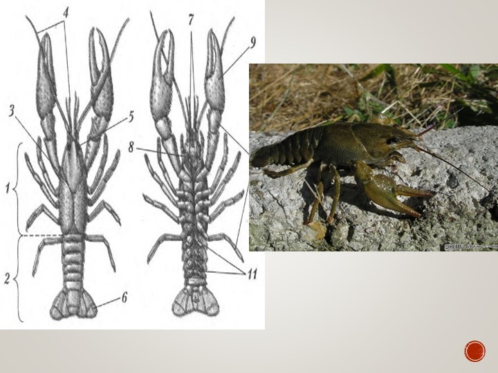 Презентация к уроку:" Класс Паукообразные" - Скачать презентации бесплатно | Читать или скачать учебники для школы онлайн бесплатно ☑ Школьные учебники school-textbook.com