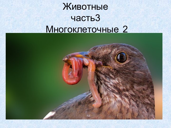 Презентационная работа для подготовки к ОГЭ, ЕГЭ по биологии "Типы Червей" - Скачать презентации бесплатно | Читать или скачать учебники для школы онлайн бесплатно ☑ Школьные учебники school-textbook.com