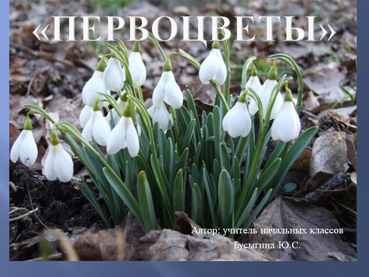 Презентация «Ранние цветы - Первоцветы» - Скачать презентации бесплатно | Читать или скачать учебники для школы онлайн бесплатно ☑ Школьные учебники school-textbook.com