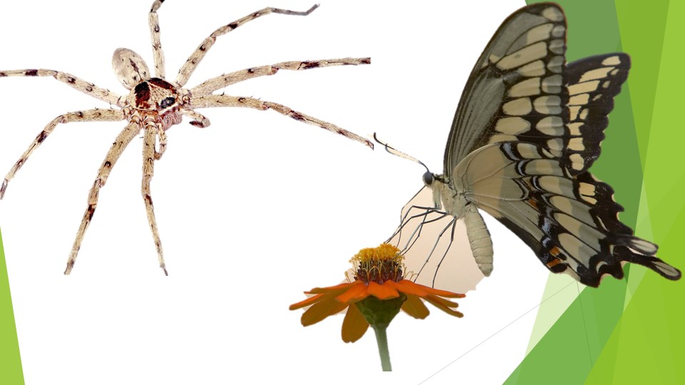 Презентация на тему Шестиногие и Восьминогие - Скачать презентации бесплатно | Читать или скачать учебники для школы онлайн бесплатно ☑ Школьные учебники school-textbook.com