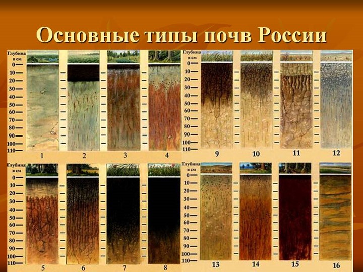 Презентация по окружающему миру на тему "Основные типы почв России" - Скачать презентации бесплатно | Читать или скачать учебники для школы онлайн бесплатно ☑ Школьные учебники school-textbook.com