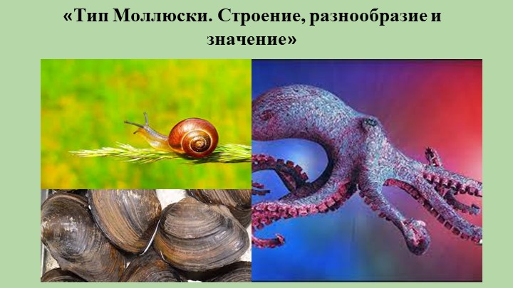 Презентация - "Тип Моллюски. Строение, разнообразие и значение".  - Скачать презентации бесплатно | Читать или скачать учебники для школы онлайн бесплатно ☑ Школьные учебники school-textbook.com