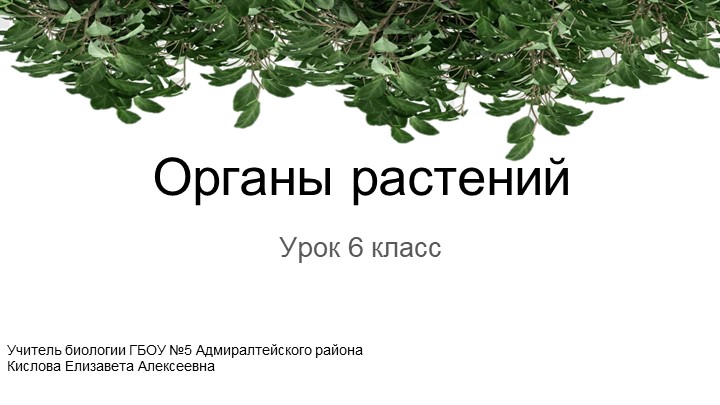 Презентация к уроку: "Органы растений" (6 класс) - Скачать презентации бесплатно | Читать или скачать учебники для школы онлайн бесплатно ☑ Школьные учебники school-textbook.com