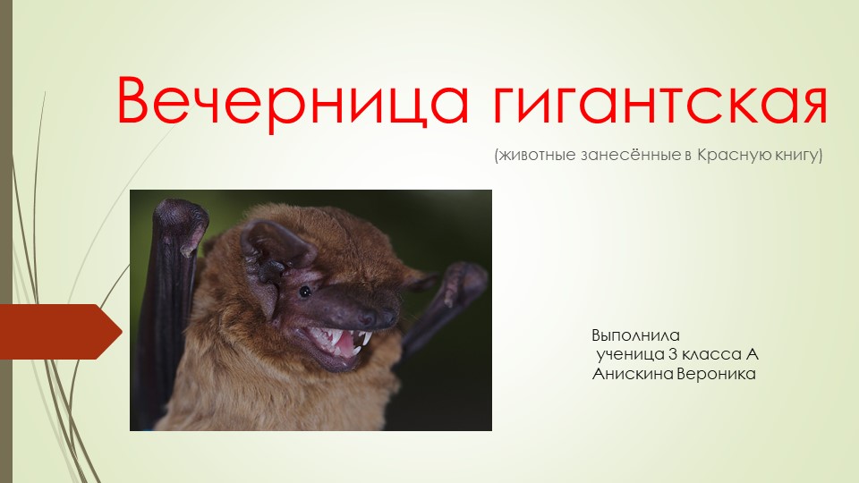 Презентация по Окружающему миру "Вечерница Гигантская" (3 класс) - Скачать презентации бесплатно | Читать или скачать учебники для школы онлайн бесплатно ☑ Школьные учебники school-textbook.com