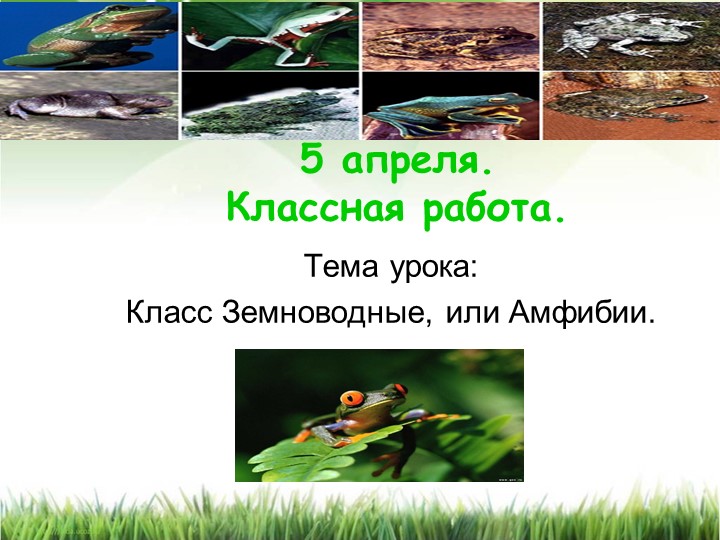 Презентация к уроку "Класс Земноводные"  - Скачать презентации бесплатно | Читать или скачать учебники для школы онлайн бесплатно ☑ Школьные учебники school-textbook.com