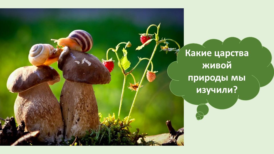 Презентация к уроку "Три среды обитания" - Скачать презентации бесплатно | Читать или скачать учебники для школы онлайн бесплатно ☑ Школьные учебники school-textbook.com