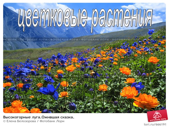 Презентация по биологии на тему "Покрытосеменные" (6 класс) - Скачать презентации бесплатно | Читать или скачать учебники для школы онлайн бесплатно ☑ Школьные учебники school-textbook.com