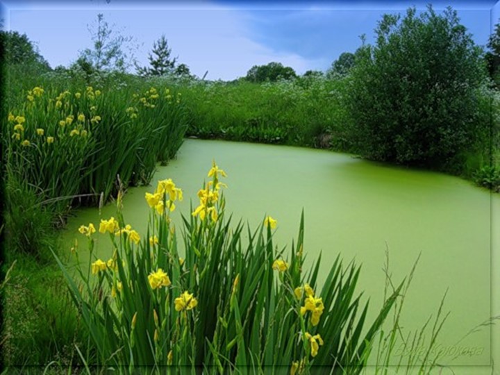 Презентация по биологии на тему " Разнообразие и значение земноводных" - Скачать презентации бесплатно | Читать или скачать учебники для школы онлайн бесплатно ☑ Школьные учебники school-textbook.com