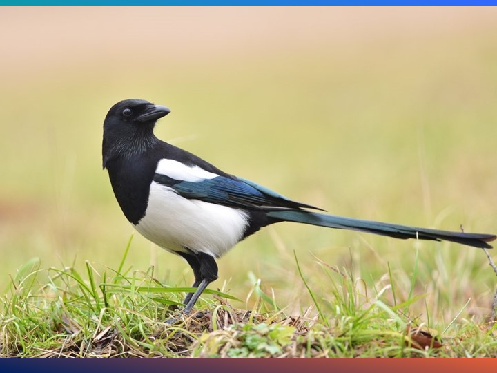 Презентация по изобразительному искусству "«Сказочная птица»" - Скачать презентации бесплатно | Читать или скачать учебники для школы онлайн бесплатно ☑ Школьные учебники school-textbook.com