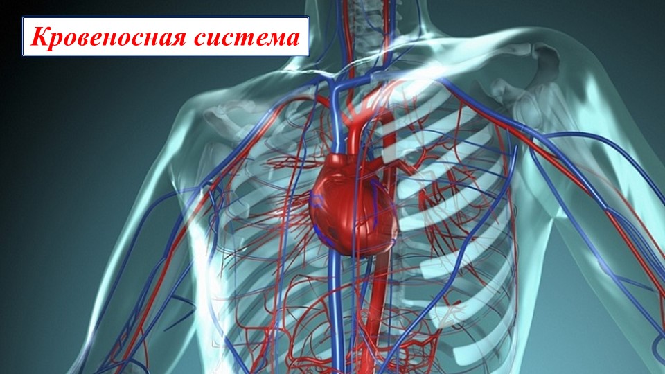 Кровеносная и иммунная системы + примеры ОГЭ - Скачать презентации бесплатно | Читать или скачать учебники для школы онлайн бесплатно ☑ Школьные учебники school-textbook.com