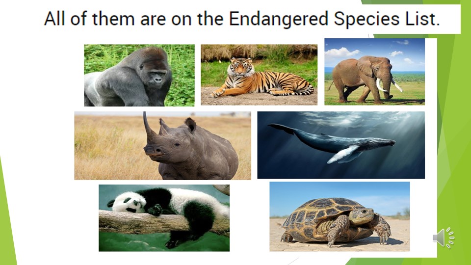 "The Loggerhead Sea Turtle" (10 класс)  - Скачать презентации бесплатно | Читать или скачать учебники для школы онлайн бесплатно ☑ Школьные учебники school-textbook.com