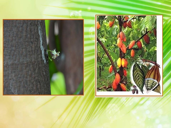 Презентация на тему: "Производство шоколада" - Скачать презентации бесплатно | Читать или скачать учебники для школы онлайн бесплатно ☑ Школьные учебники school-textbook.com