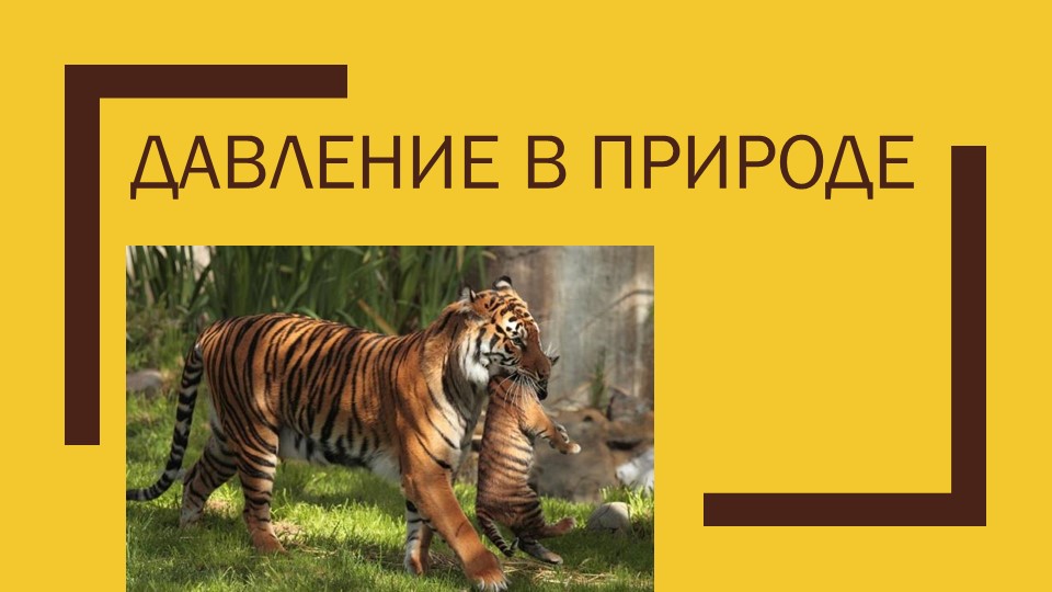 Презентация "Давление в природе" - Скачать презентации бесплатно | Читать или скачать учебники для школы онлайн бесплатно ☑ Школьные учебники school-textbook.com