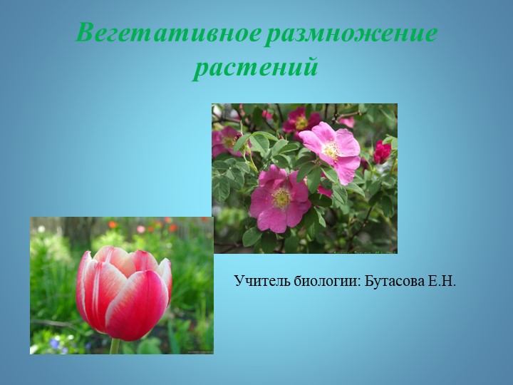 Презентация по биологии на тему "Размножение растений" (6 класс)  - Скачать презентации бесплатно | Читать или скачать учебники для школы онлайн бесплатно ☑ Школьные учебники school-textbook.com