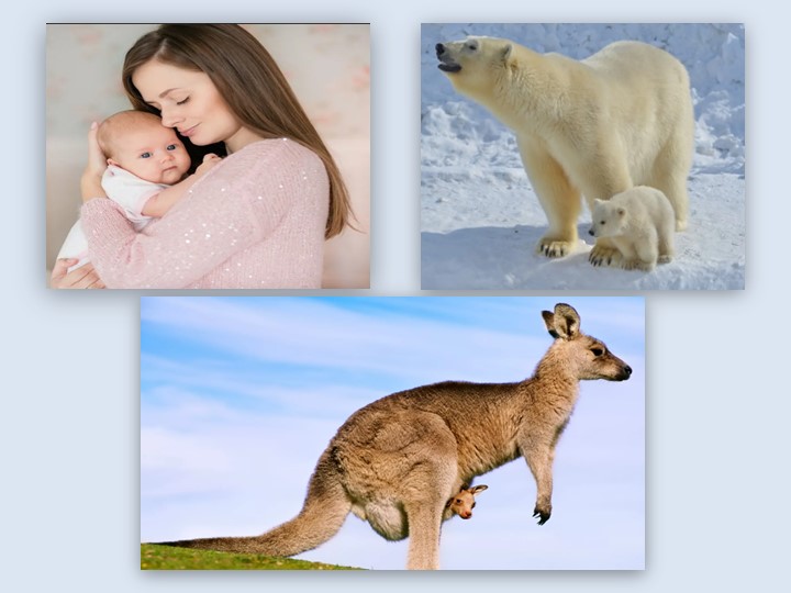 Презентация по биологии на тему: "Жизненный цикл клетки.Митоз" - Скачать презентации бесплатно | Читать или скачать учебники для школы онлайн бесплатно ☑ Школьные учебники school-textbook.com