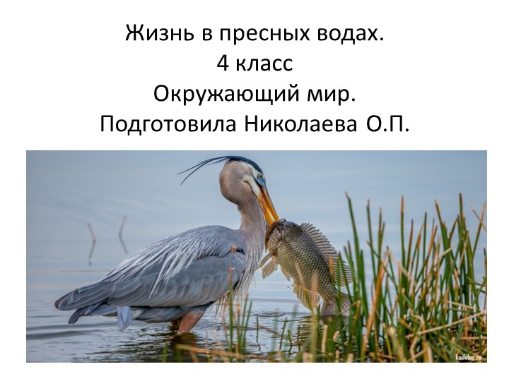 Презентация "Жизнь в пресных водах" - Скачать презентации бесплатно | Читать или скачать учебники для школы онлайн бесплатно ☑ Школьные учебники school-textbook.com