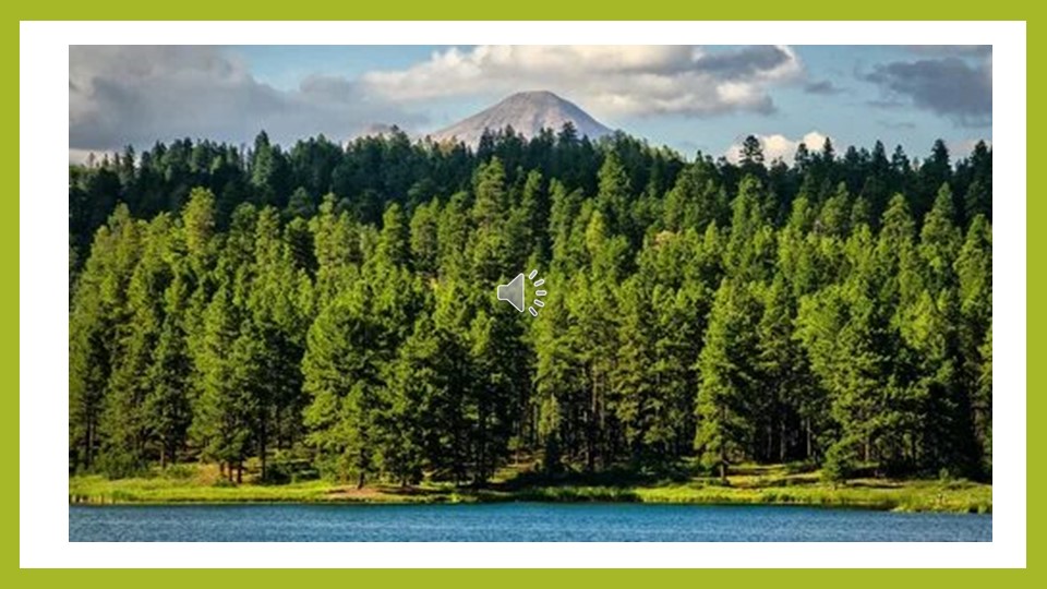 Презентация по окружающему миру "Красота леса"  - Скачать презентации бесплатно | Читать или скачать учебники для школы онлайн бесплатно ☑ Школьные учебники school-textbook.com