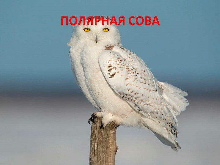 Презентация в старшей группе "Полярная сова"  - Скачать презентации бесплатно | Читать или скачать учебники для школы онлайн бесплатно ☑ Школьные учебники school-textbook.com