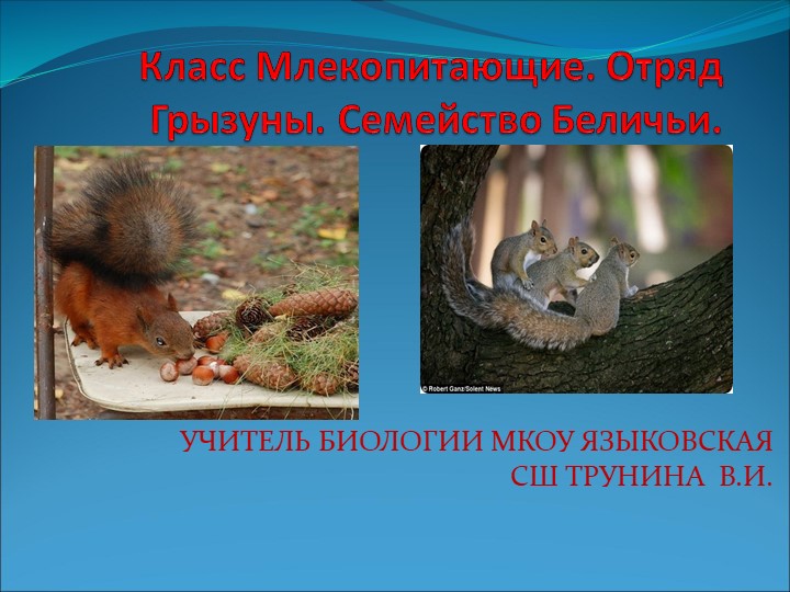 Презентация по биологии на тему" Млекопитающие. Отряд грызуны" - Скачать презентации бесплатно | Читать или скачать учебники для школы онлайн бесплатно ☑ Школьные учебники school-textbook.com