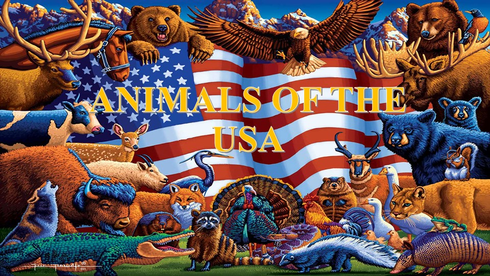 Презентация к уроку английского языка по теме "Животные Америки" - Скачать презентации бесплатно | Читать или скачать учебники для школы онлайн бесплатно ☑ Школьные учебники school-textbook.com