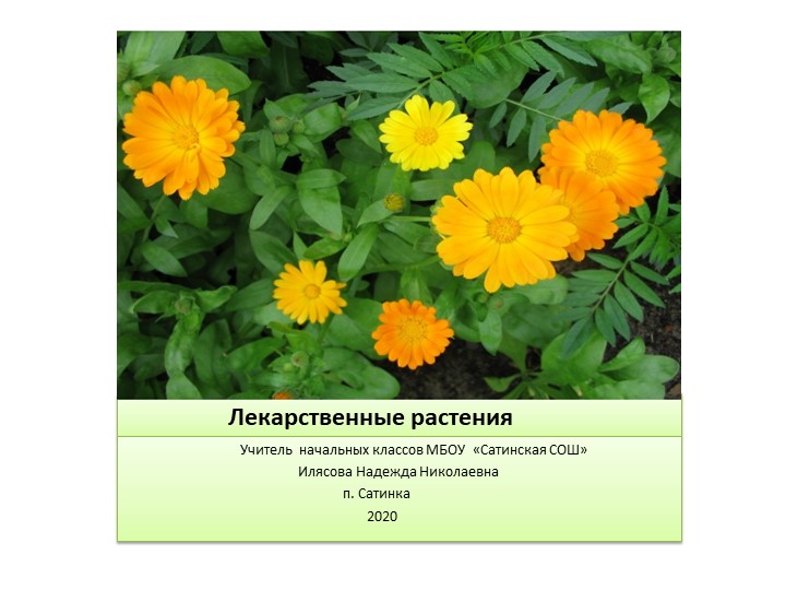 Лекарстсвенные растения в домашней аптечке - Скачать презентации бесплатно | Читать или скачать учебники для школы онлайн бесплатно ☑ Школьные учебники school-textbook.com