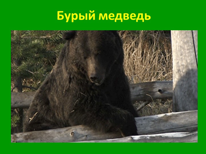 Презентация по экологии на тему "Бурый медведь" - Скачать презентации бесплатно | Читать или скачать учебники для школы онлайн бесплатно ☑ Школьные учебники school-textbook.com