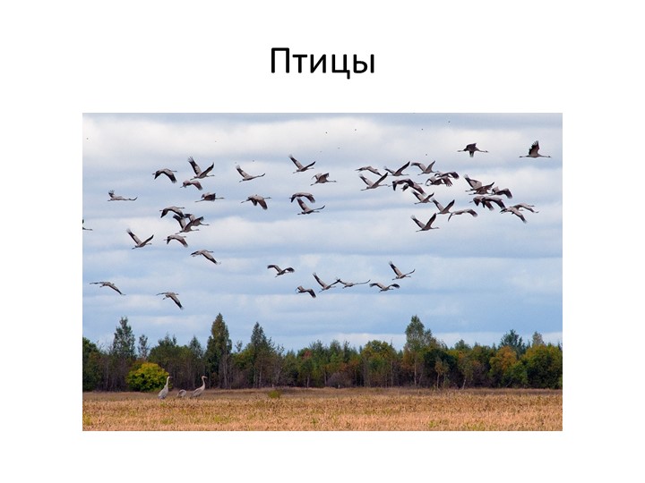 Презентация по окружающему миру на тему:" Птицы"  - Скачать презентации бесплатно | Читать или скачать учебники для школы онлайн бесплатно ☑ Школьные учебники school-textbook.com