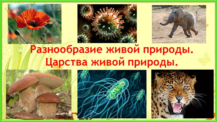 Презентация по биологии на тему "Классификация живых организмов" - Скачать презентации бесплатно | Читать или скачать учебники для школы онлайн бесплатно ☑ Школьные учебники school-textbook.com