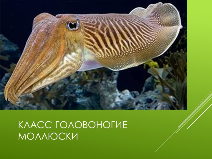 Презентация по биологии 7 класс "Моллюски" - Скачать презентации бесплатно | Читать или скачать учебники для школы онлайн бесплатно ☑ Школьные учебники school-textbook.com