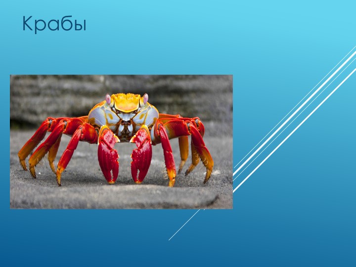 Презентация по биологии 7 класс "Краб"" - Скачать презентации бесплатно | Читать или скачать учебники для школы онлайн бесплатно ☑ Школьные учебники school-textbook.com