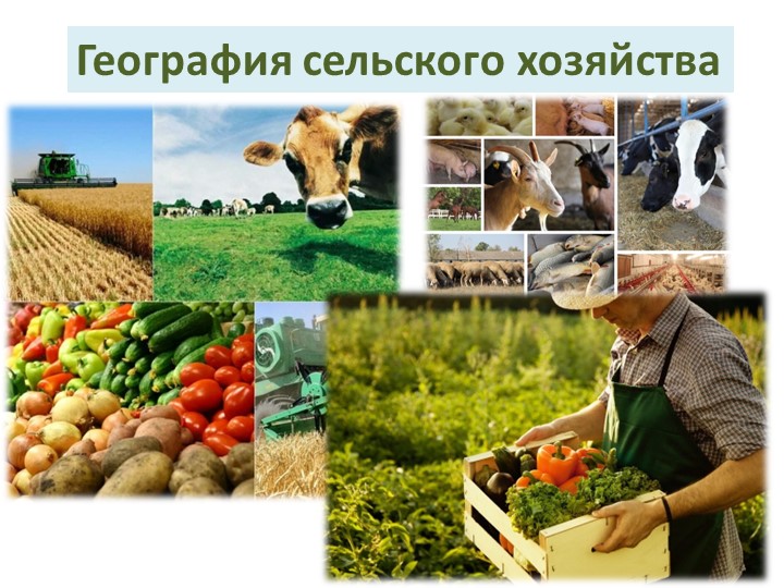 Презентация по географии "География сельского хозяйства" (10 класс)  - Скачать презентации бесплатно | Читать или скачать учебники для школы онлайн бесплатно ☑ Школьные учебники school-textbook.com