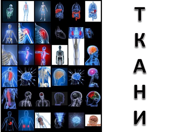 Презентация по биологии на тему "Ткани"  - Скачать презентации бесплатно | Читать или скачать учебники для школы онлайн бесплатно ☑ Школьные учебники school-textbook.com