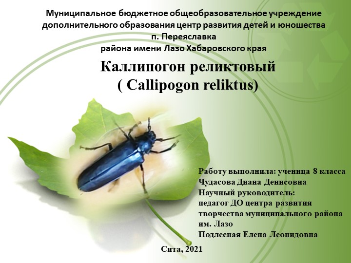 Презентация о самом крупном жуке фауны России усаче реликтовом.  - Скачать презентации бесплатно | Читать или скачать учебники для школы онлайн бесплатно ☑ Школьные учебники school-textbook.com