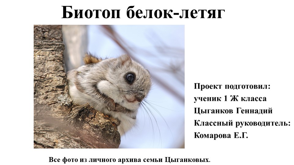 Исследовательская работа Биотоп белок-летяг - Скачать презентации бесплатно | Читать или скачать учебники для школы онлайн бесплатно ☑ Школьные учебники school-textbook.com
