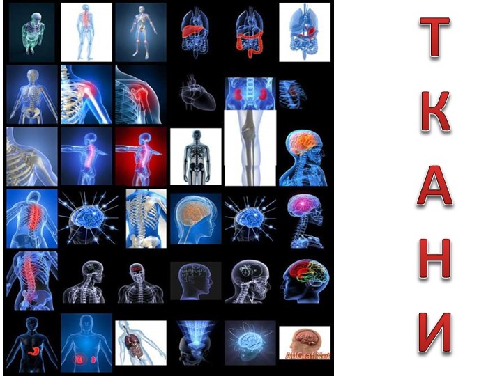 Презентация "Ткани человека - анатомия".  - Скачать презентации бесплатно | Читать или скачать учебники для школы онлайн бесплатно ☑ Школьные учебники school-textbook.com
